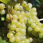 Wein Boskoops Glorie Wein Boskoops Glorie